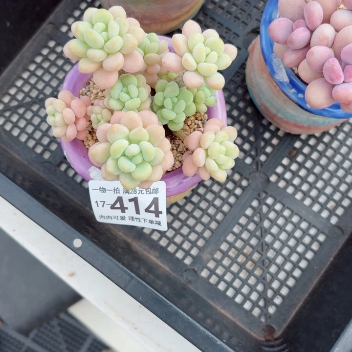 洛可可无盆土发货多肉多