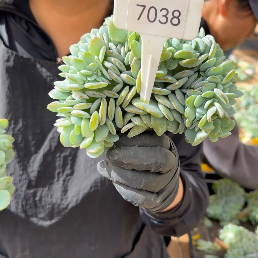 紫***晶7038。        奶茶缀