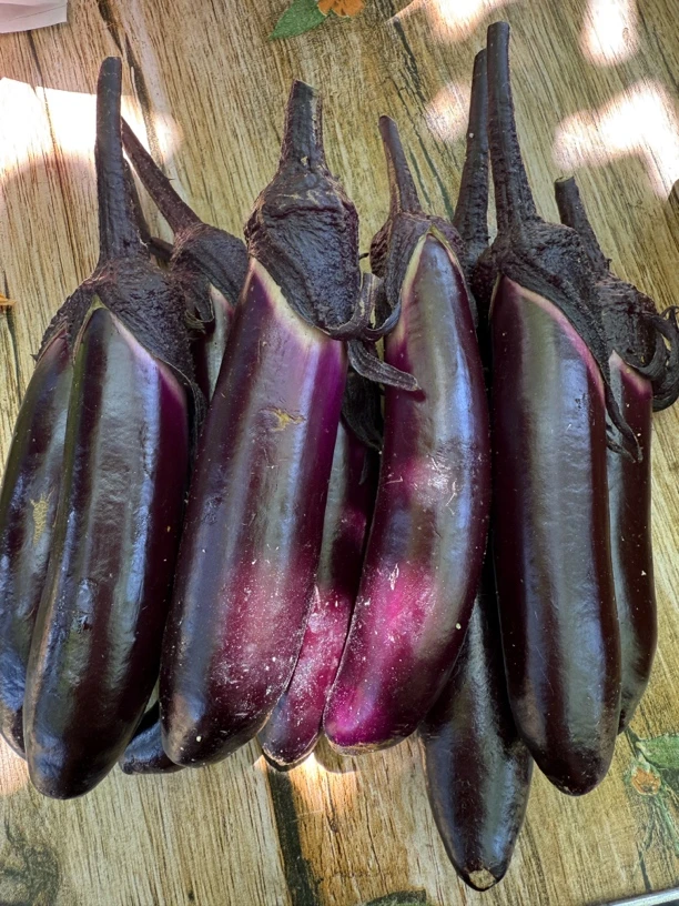 东北自家种紫把鲜嫩小茄子可生吃蘸酱的新鲜现摘农家蔬菜绿色食品