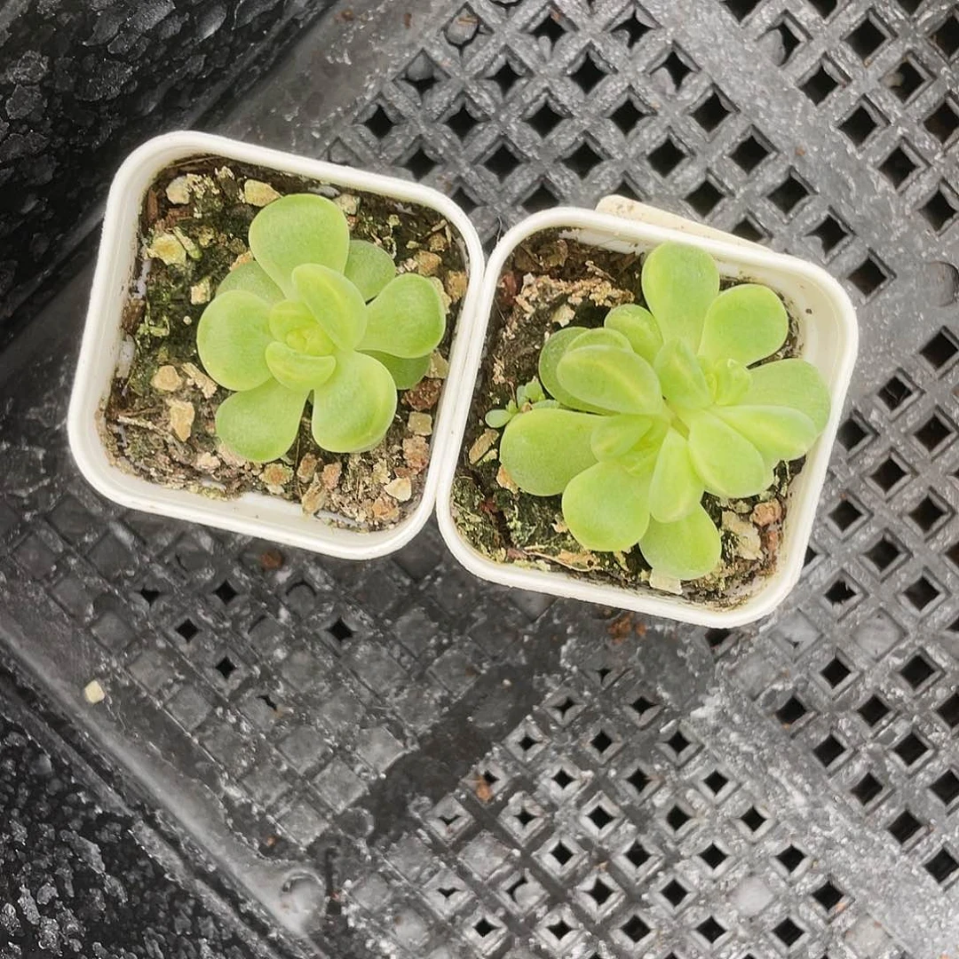 童话 盆3号床一个满25包邮