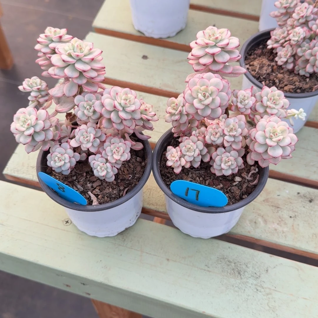 天****探戈锦两颗锦上园艺一物一拍