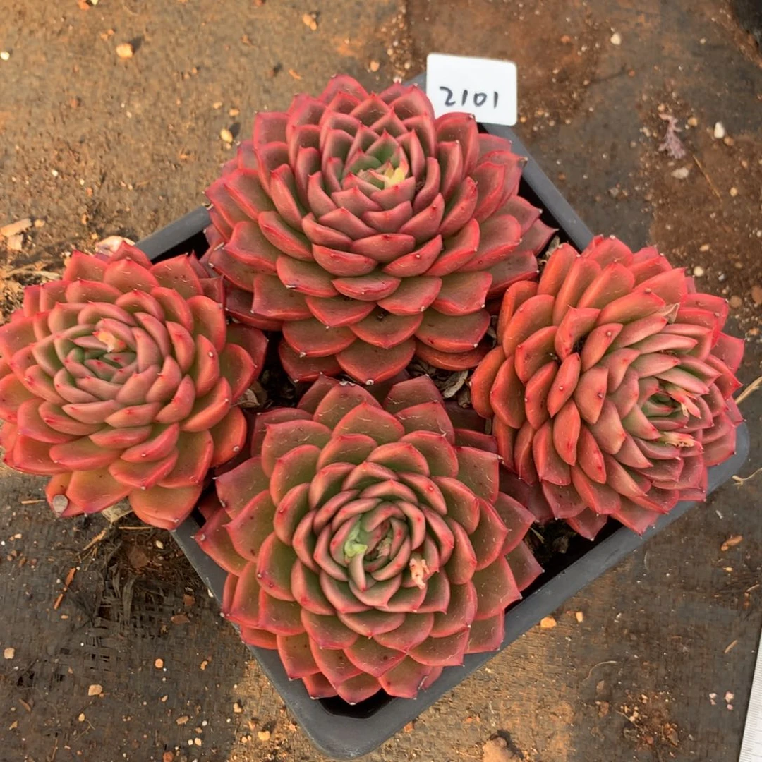 2101杂交多肉植物