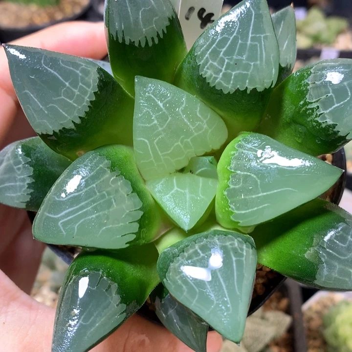 实生克带盆土发货