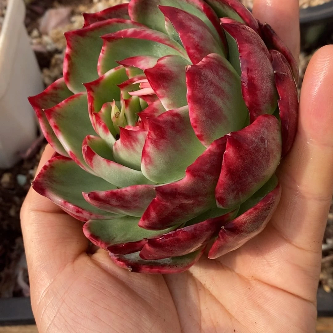 惊鸿仙子一物一拍