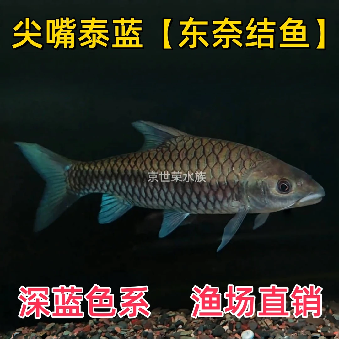 泰国尖嘴泰蓝东奈结鱼蓝吉罗耐活好养原生大型淡水观赏鱼活体小苗
