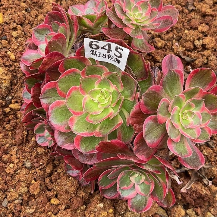 645云荷朵朵无根福利