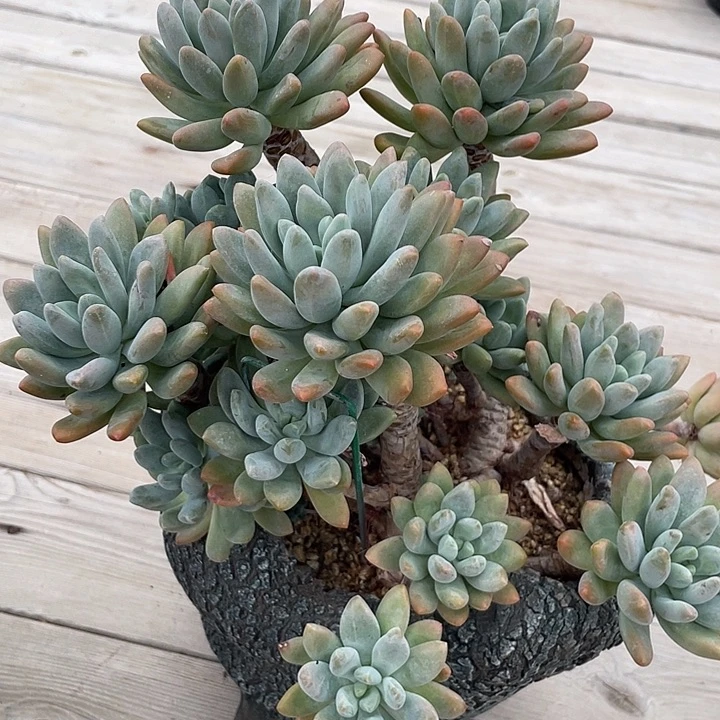 灯美人多肉植物群生