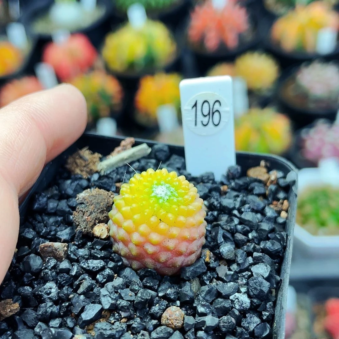 ღ****?1.8cm 非偏远地区满25包邮仙人球裸根