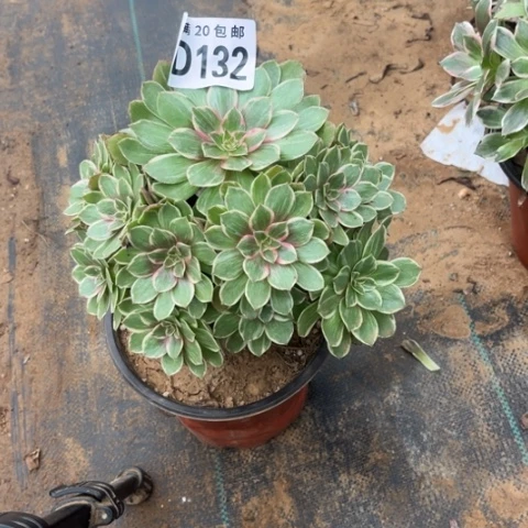 132莲花座不包断枝