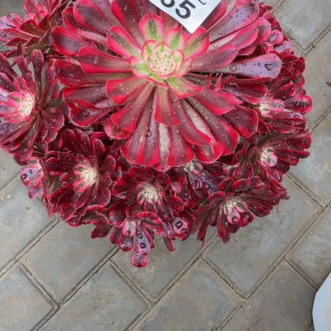 飘****红铜超白锦老桩235肉肉肉