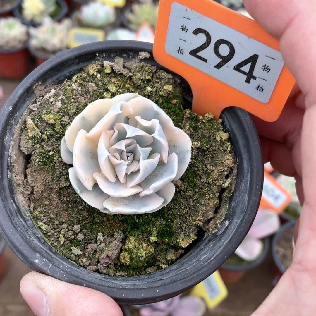 【闪购商品】勤***牛294号
