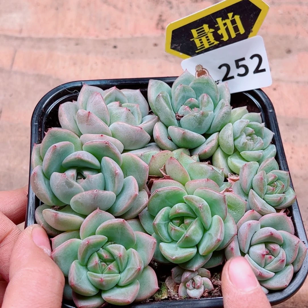 多肉植物多肉植物