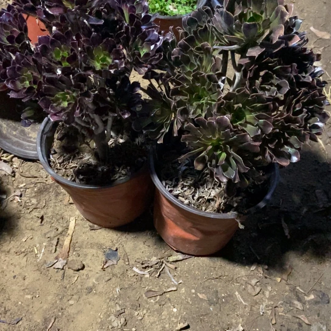 无花朵18号链接两颗不重复法师