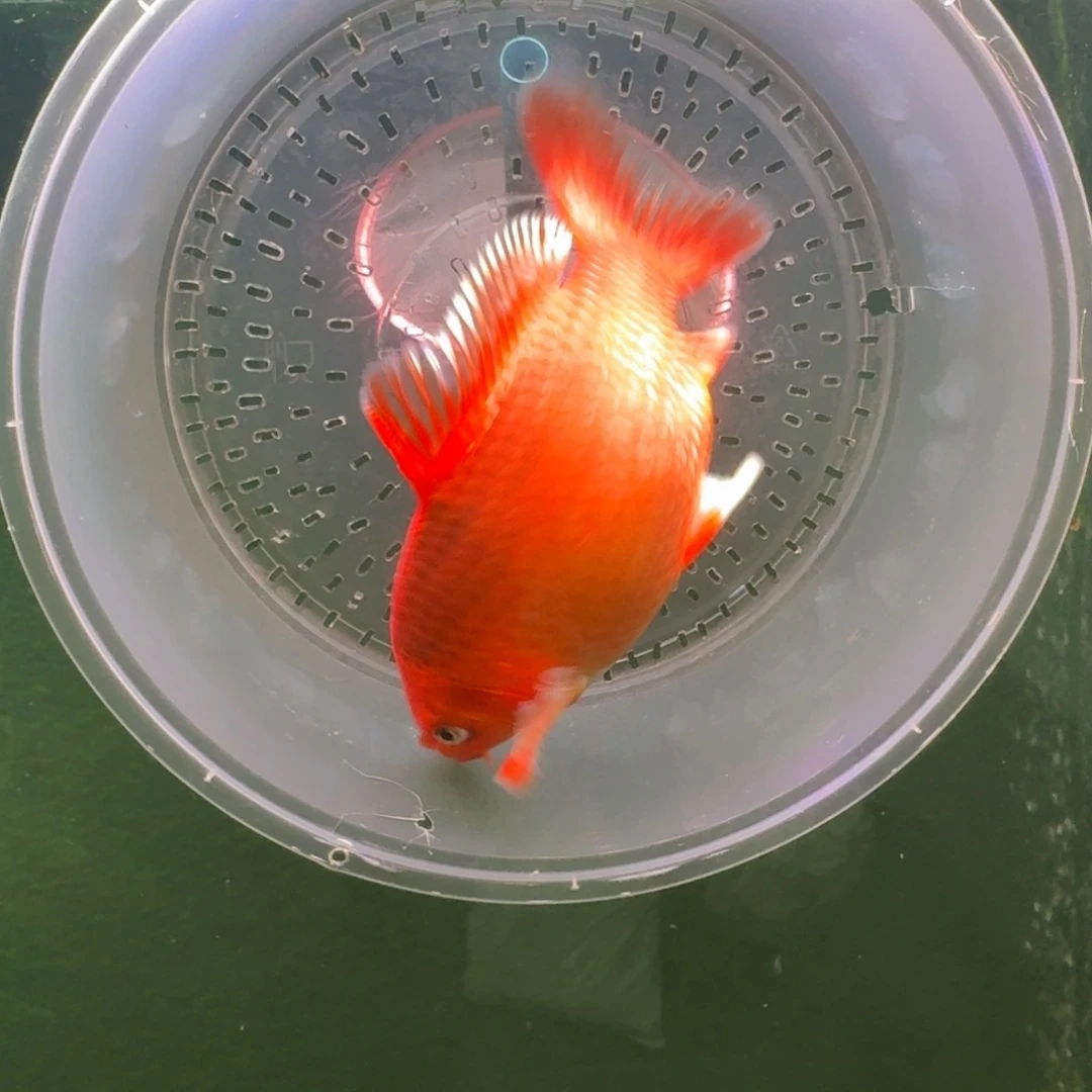 中国大陆红色蝴蝶鲤