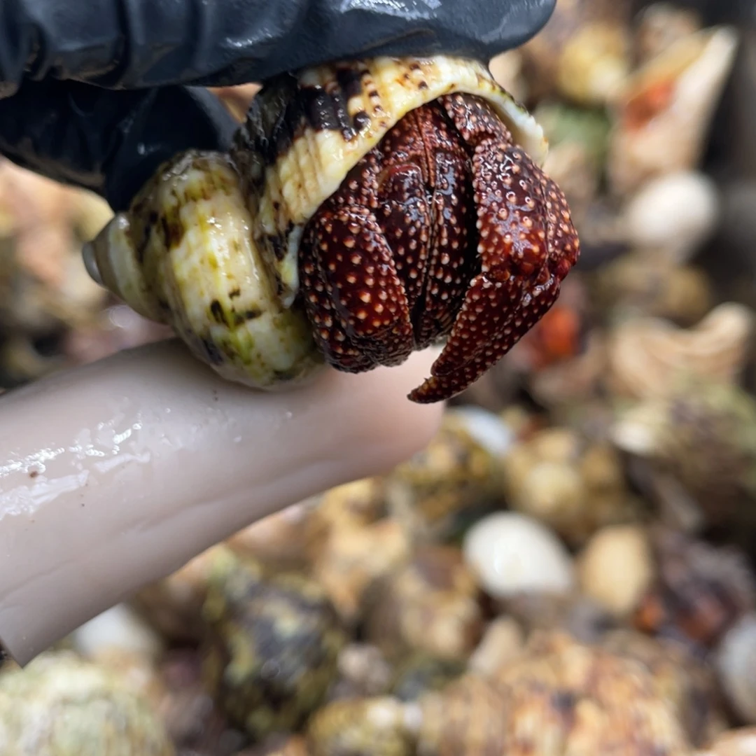 不退不换活体宠物35