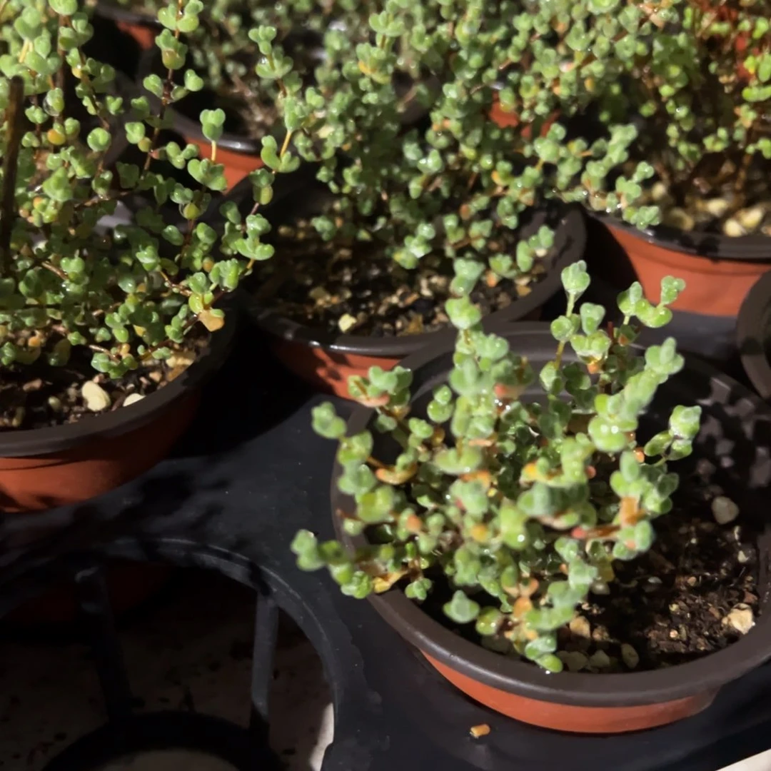 莱斯90老桩精品系列