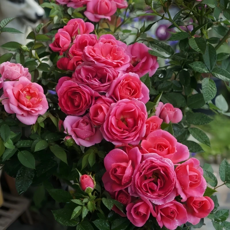 嬉皮士星星月季可藤可灌丰花四季庭院阳台月季多季节重复开花量多