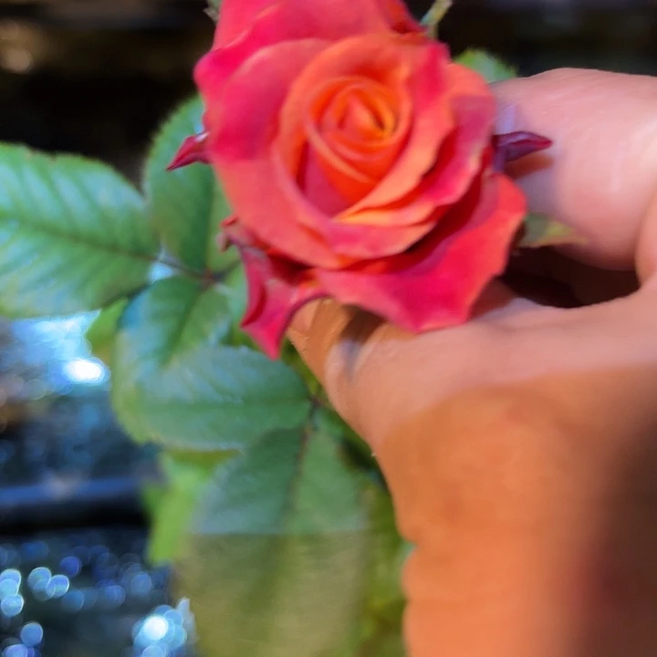 无花朵火花一加中小苗
