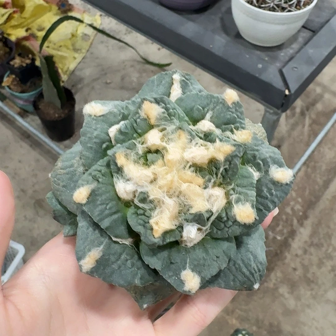 9.2cm青瓷带一个侧芽无根