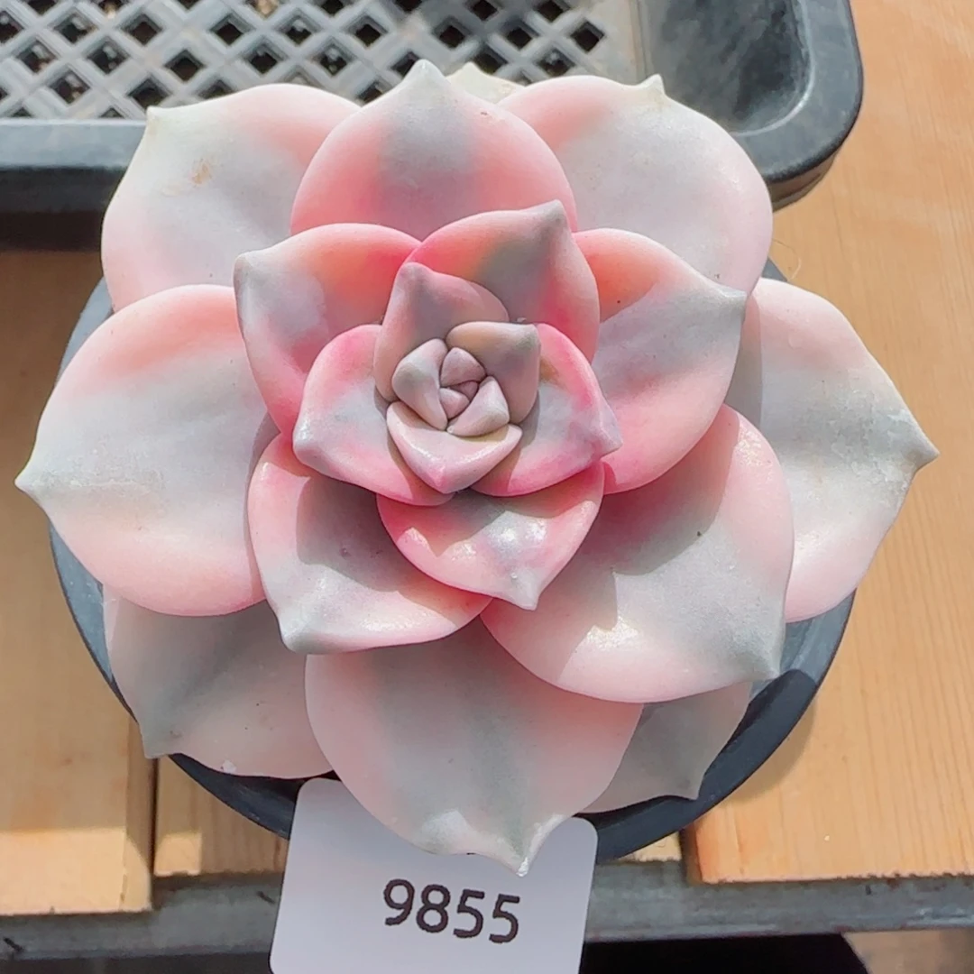 锦，9855多肉植物保护