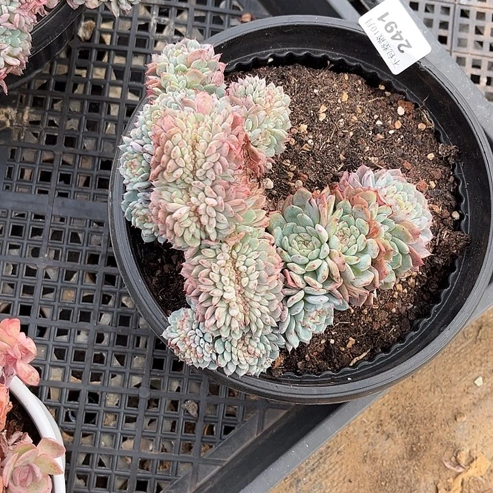 阿雅园艺。      2491白胖子缀