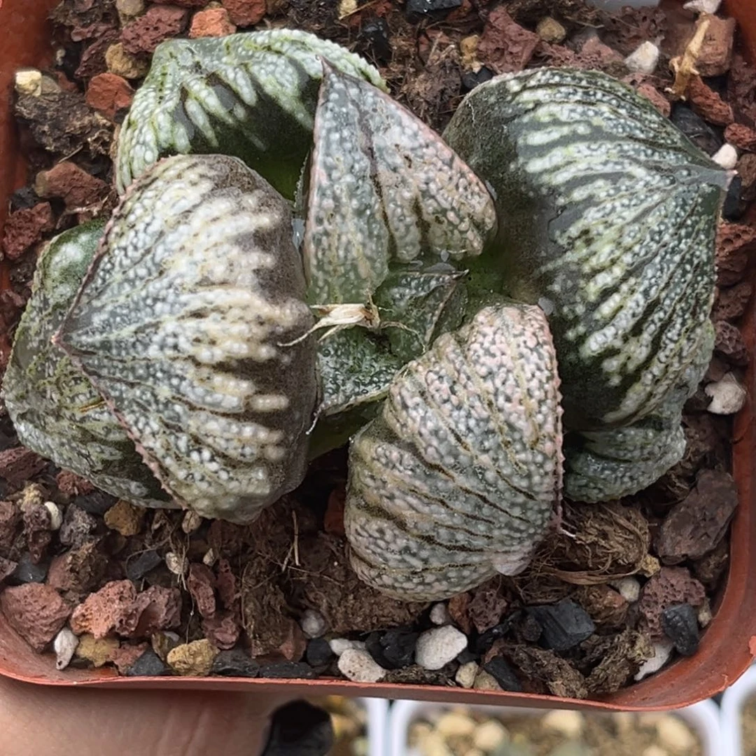 85巨大丸叶白泽青蟹十二卷多肉