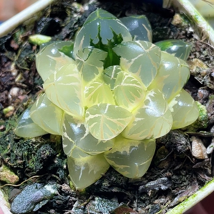 955糊斑水晶实生锦特选福利