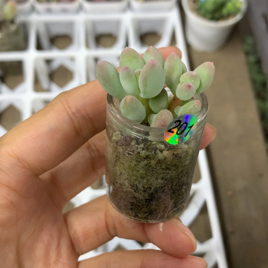 苹果奶酪多肉苹果吗带盆