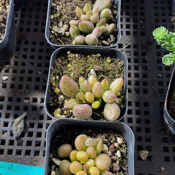 玛丽安带盆土发货