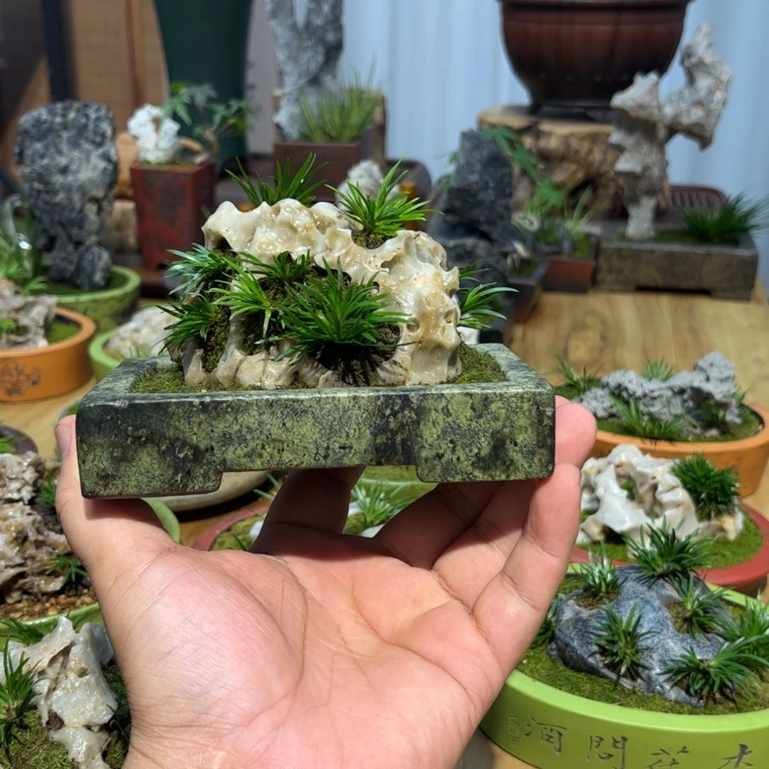 N***月崂山玉石盆➕附石菖蒲