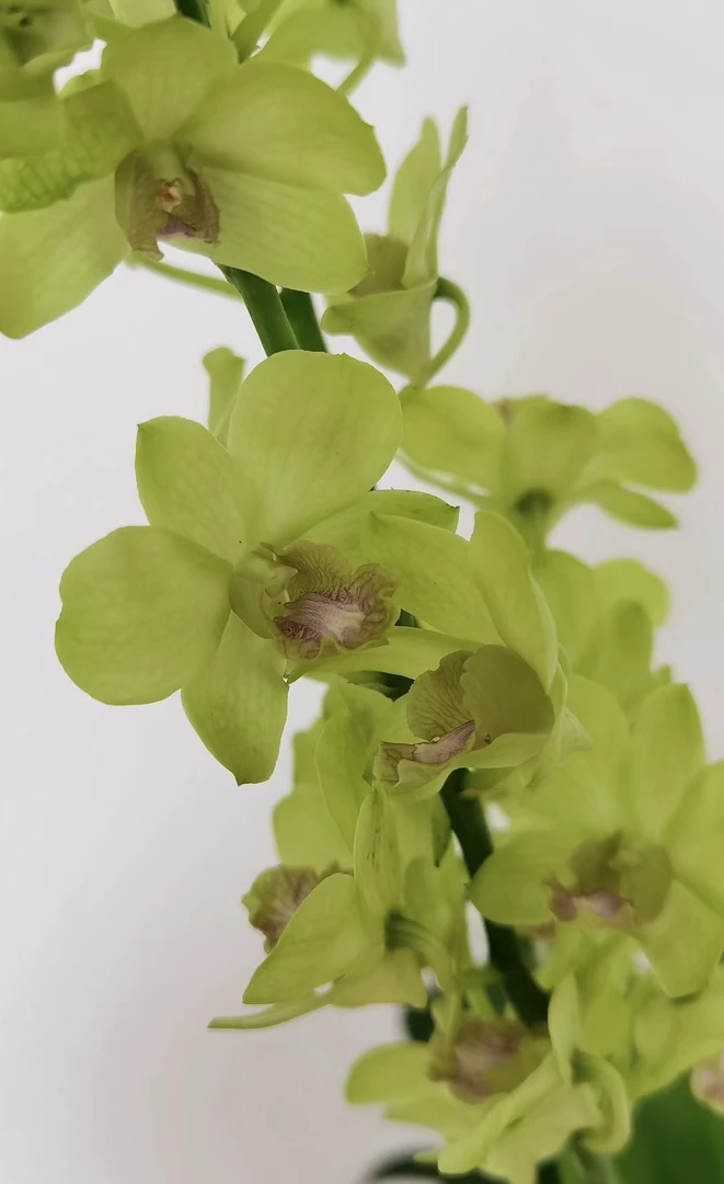 马来绿 【秋石斛】爆花耐寒好养 云南鲜花绿植