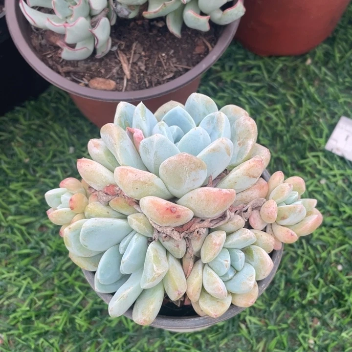 冰玉冠幅11 公分一物一趴