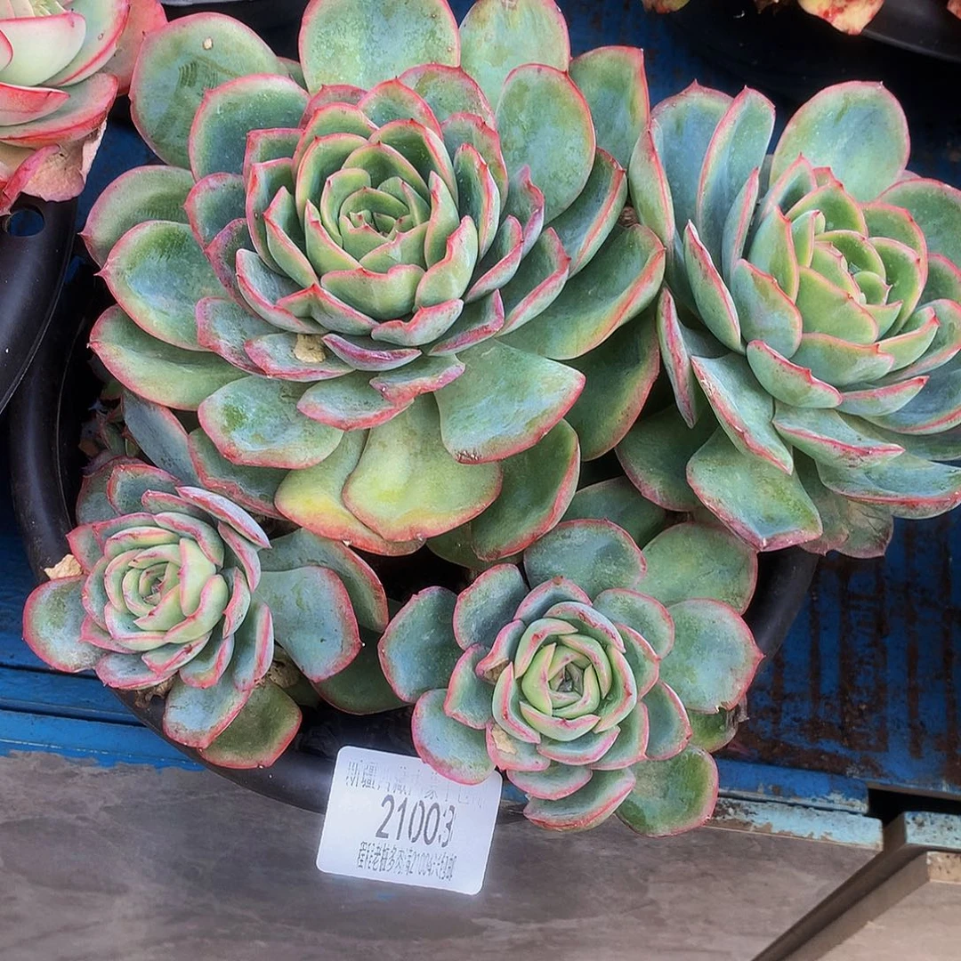 紫***珠晨露21003多肉多肉