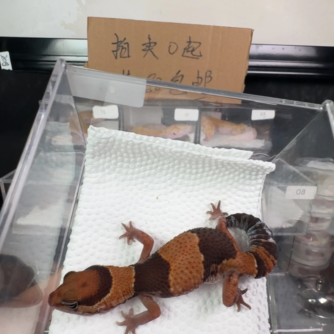 豹纹守宫原色瘾橘白无纹妹妹