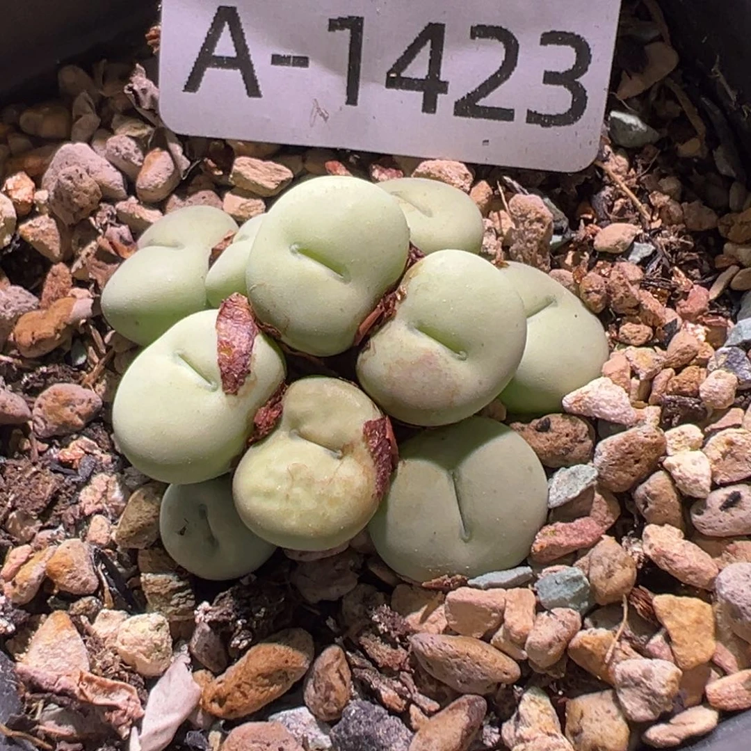 多肉植物11111111111111111