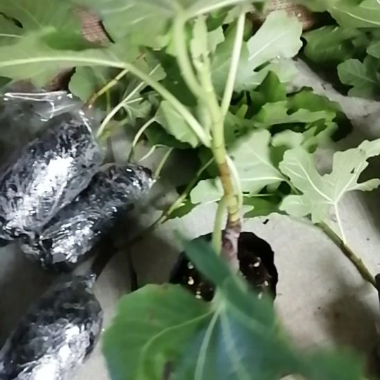 小波两颗00000000000001