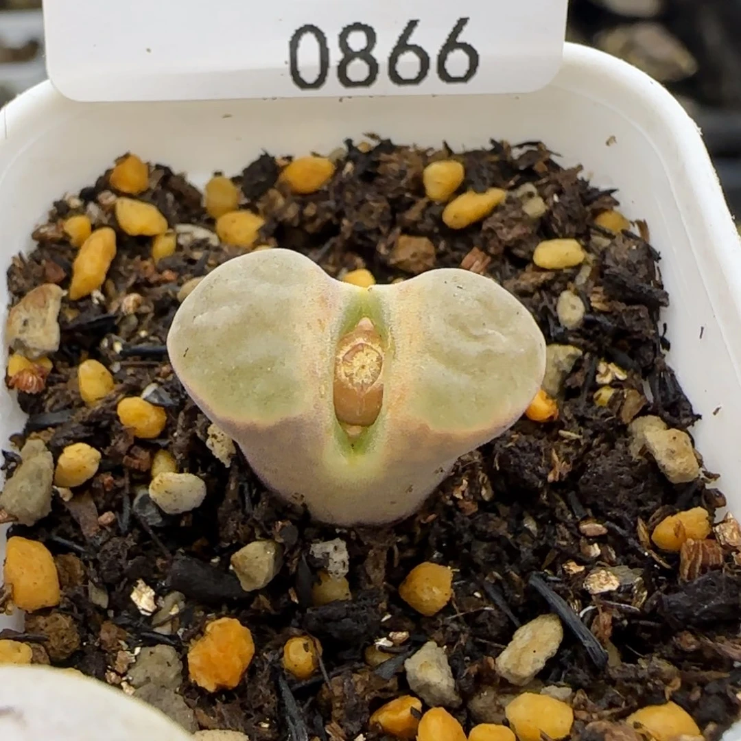 0866。雪花磁铁。。。。。