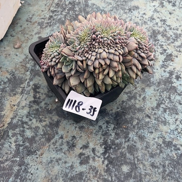 桃***橙1118-35爱丽儿缀多肉