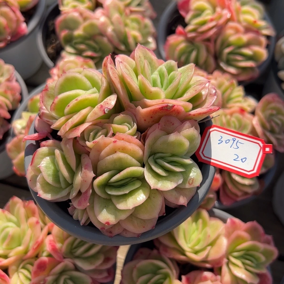 多肉植物多肉植物