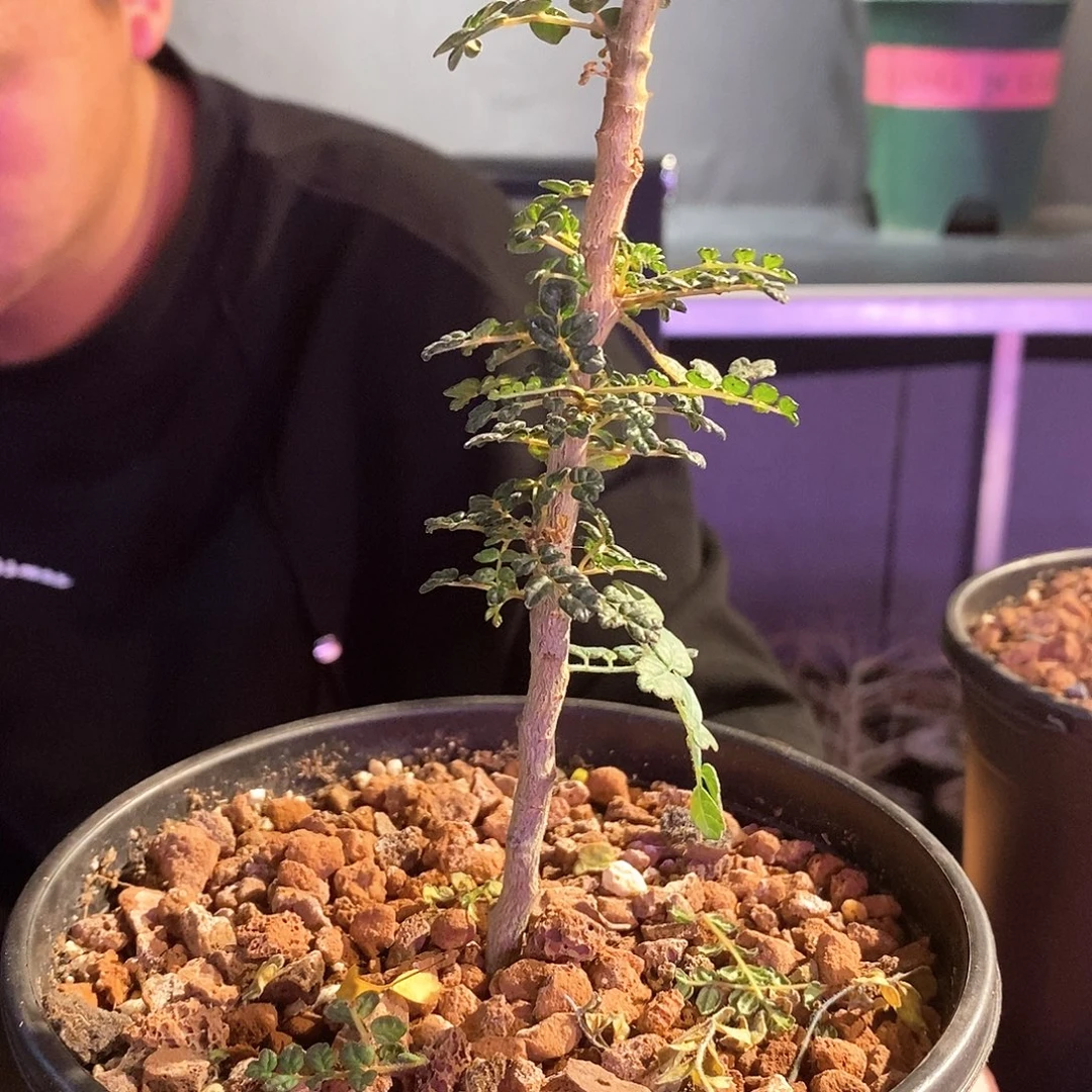 心***情泡泡叶没药带盆一个