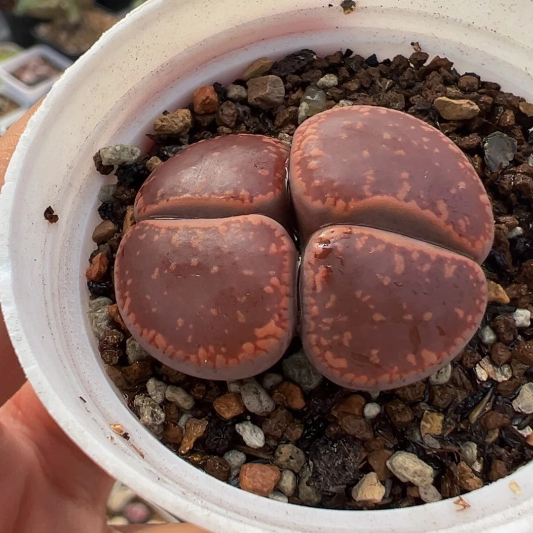 852多肉植物种类和