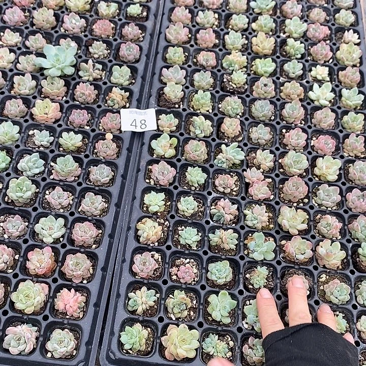 48 微瑕疵不售后多肉植物盆栽花卉