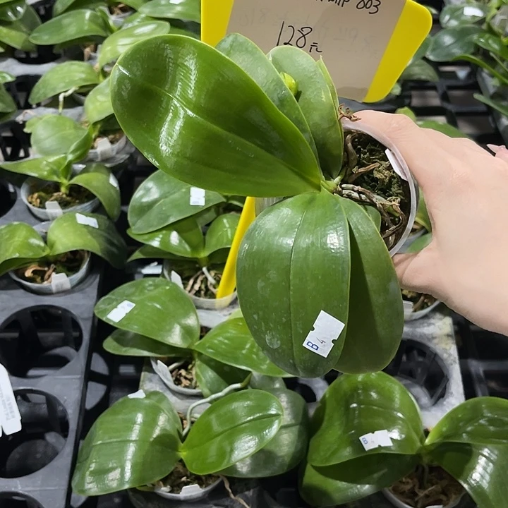 摩***澜无花朵蝴蝶兰原生