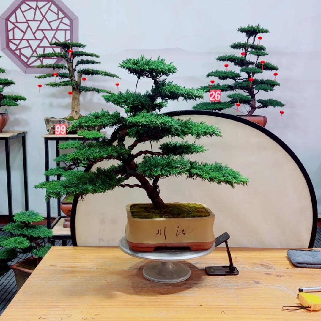 老桩盆景原生桩龙爪松