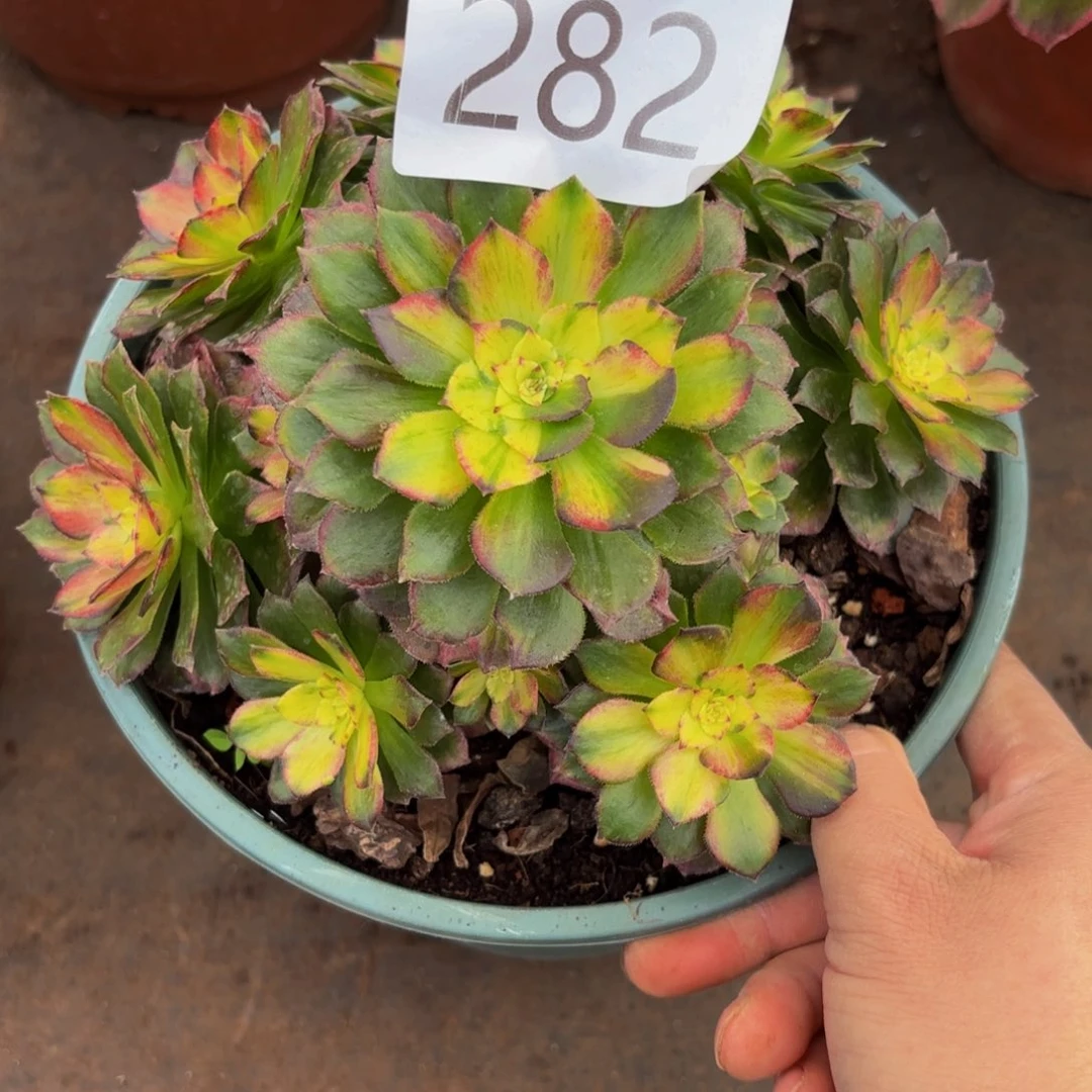 282多肉植物龙鳞特价