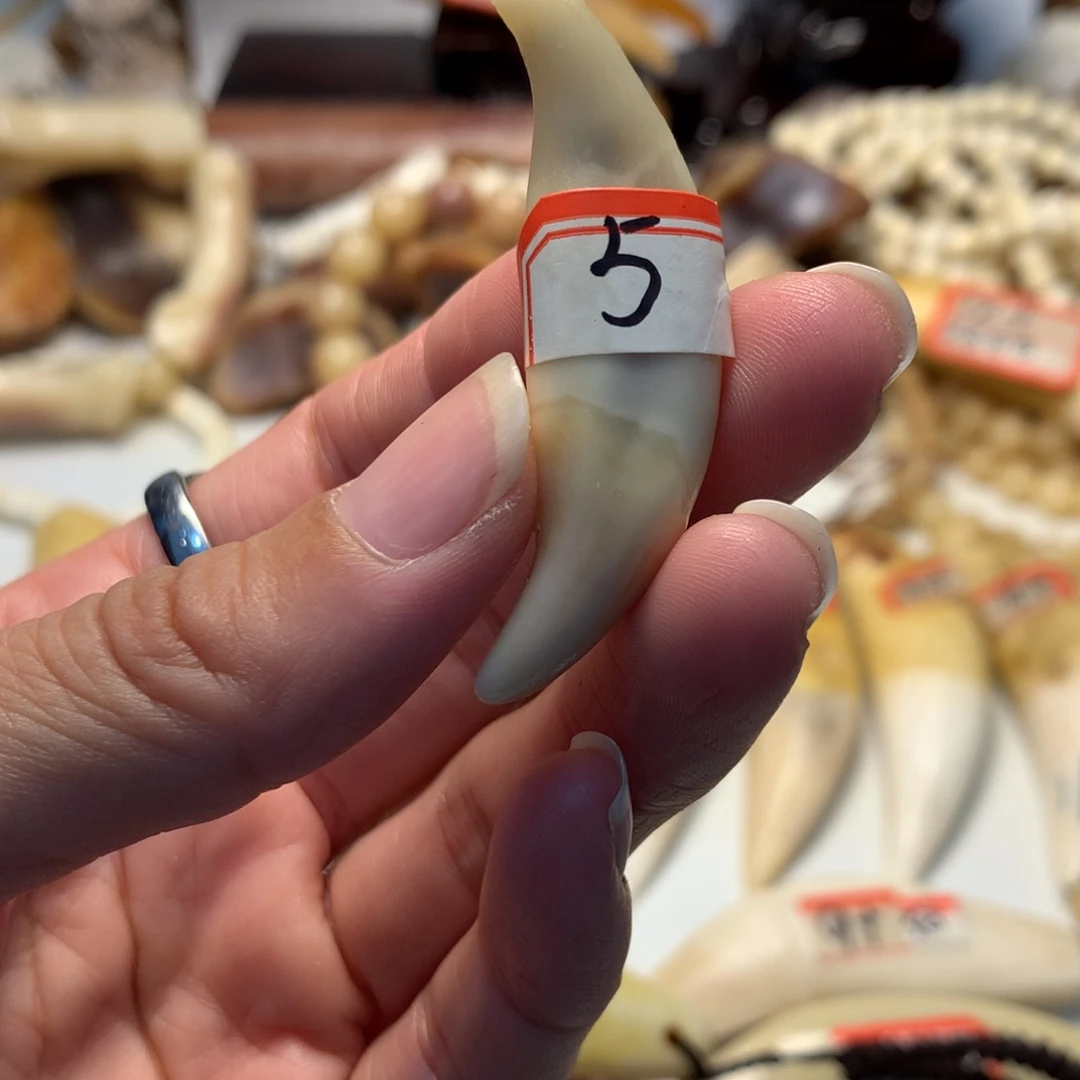 驼骨把件驼骨把件白色小牙牙