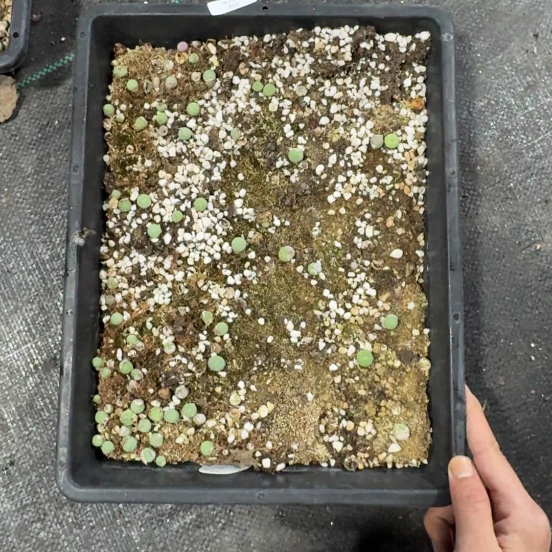 222 嘴清框福利脱土