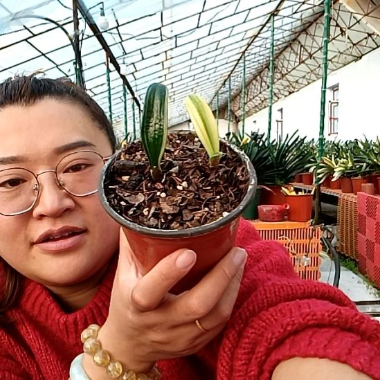 雨***蒙雨蒙蒙一盆！35元花