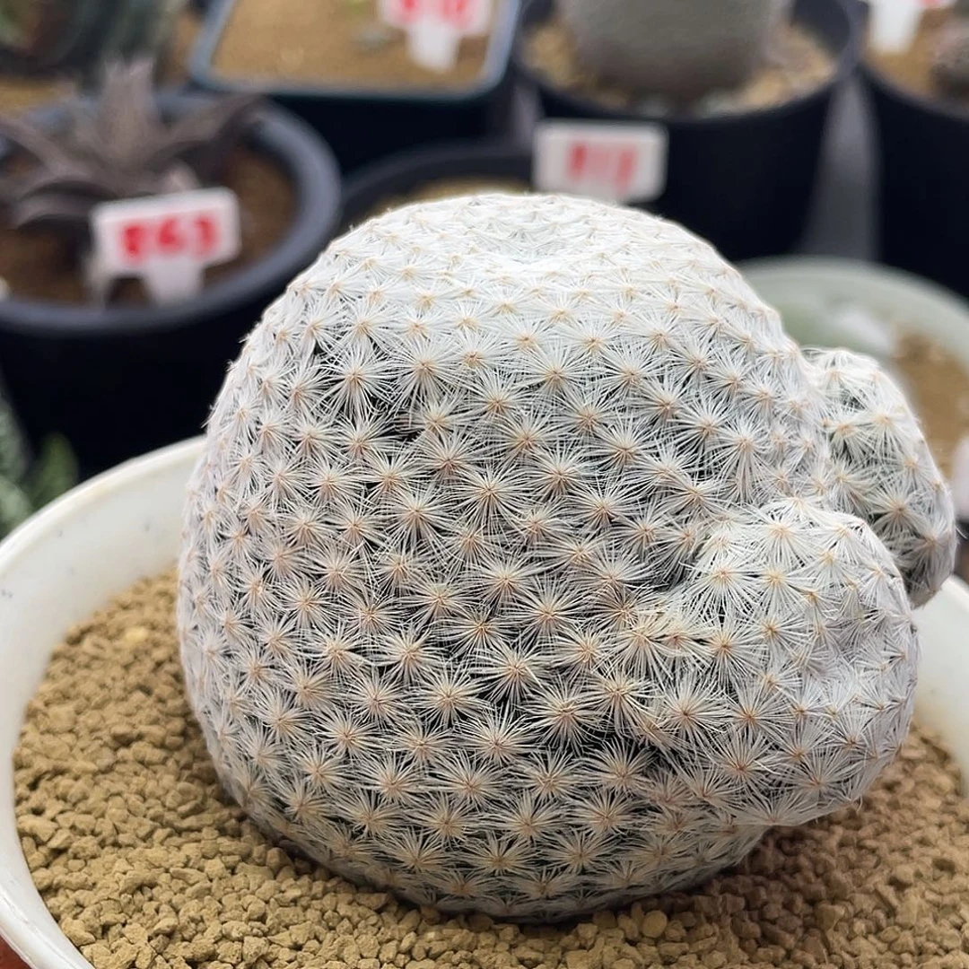 矮胖多头群生大玉白鸟仙人球