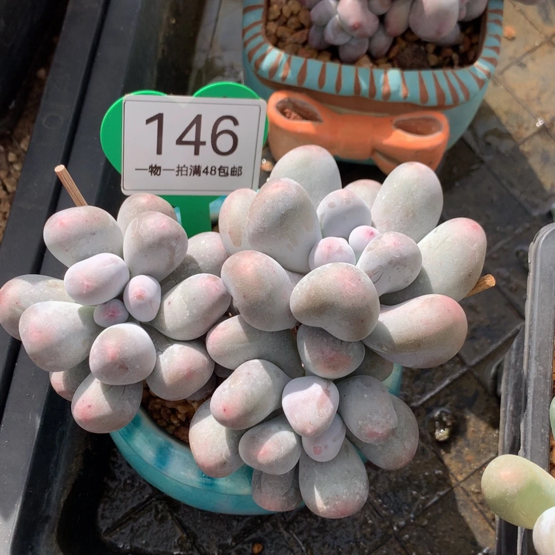 米可奶无砍平头146